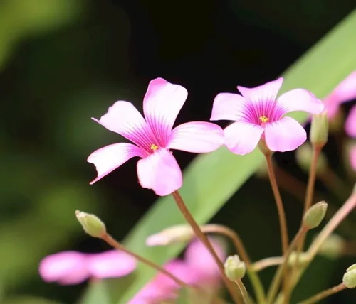 Miniatura 5 de Bulbos de trébol verde, 15 bulbos Oxalis de la suerte para plantar, fáciles de cultivar en interiores fuera de la elección del jardinero novato