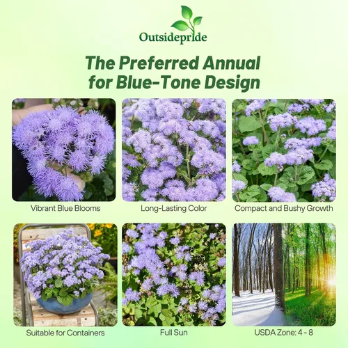 Miniatura 2 de Outsidepride Blue Ageratum Seeds - 5000 semillas anuales de flores para plantar con flores vibrantes y peludas, fáciles de cultivar y tolerantes a