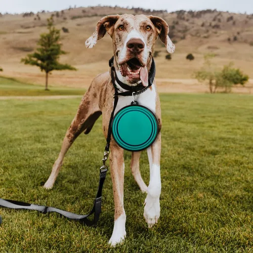 Miniatura 7 de Cuencos plegables para perros, paquete de 2 unidades de tamaño grande para perros grandes/medianos, cuencos de agua de viaje para mascotas, cuenco