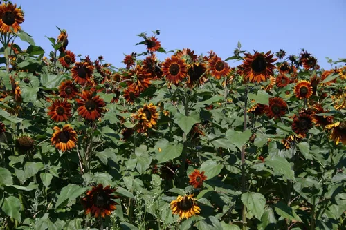 Miniatura 2 de 200 semillas de girasol Velvet Queen para plantar. 0.18 oz de semillas. Sin OMG y reliquia. Flor annuus anual cosechada en Estados Unidos