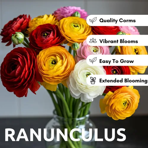 Miniatura 2 de Colección Fruit Punch Ranunculus - Bombillas de colores mixtos para plantar, colorido, fácil de cultivar (10 bombillas)