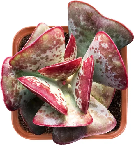 Miniatura 10 de Plantas suculentas vivas de 2 pulgadas, cactus con cono de pino, mini suculentas en maceta, planta de interior de fácil cuidado, regalos únicos