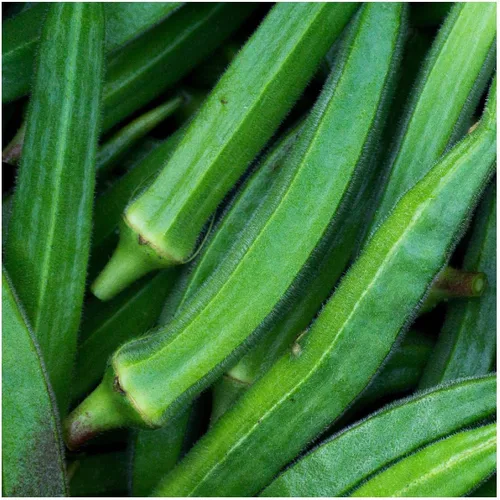 Everwilde Farms - Semillas de okra de cuerno de vaca orgánicas de 1 onza - Paquete Gold Vault