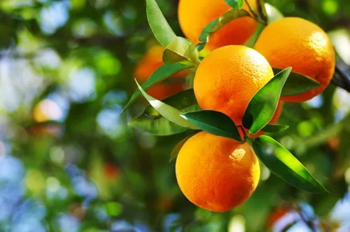 Miniatura 7 de Semillas de frutas para plantar - Semillas de frutas de jardín (caqui americano - 10 semillas)