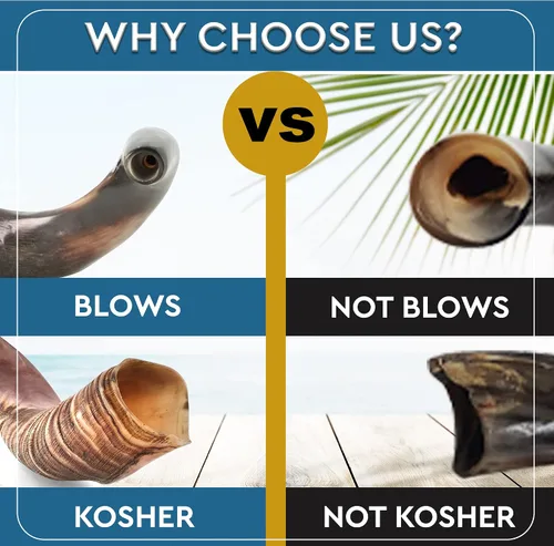 Miniatura 8 de YOMTOV-SHALOM Kudu Shofar Shofar en venta Kosher de Israel 35-39 pulgadas