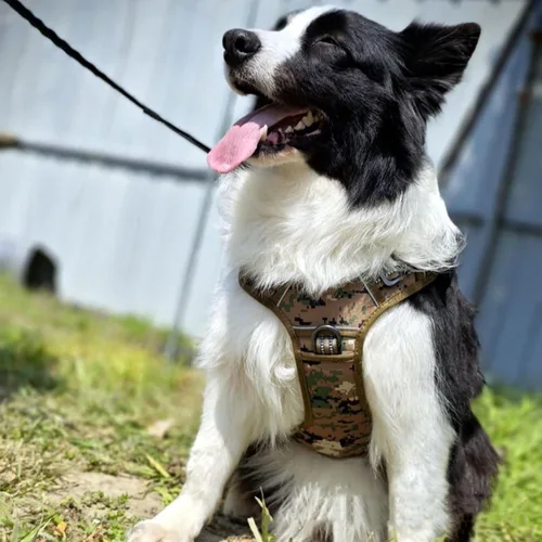 Miniatura 2 de Reflective Dog Harness – Adjustable No-Pull Collar, Comfortable Breathable Material, Sturdy Durablee Structure, Quick-Release Clip Lightweight