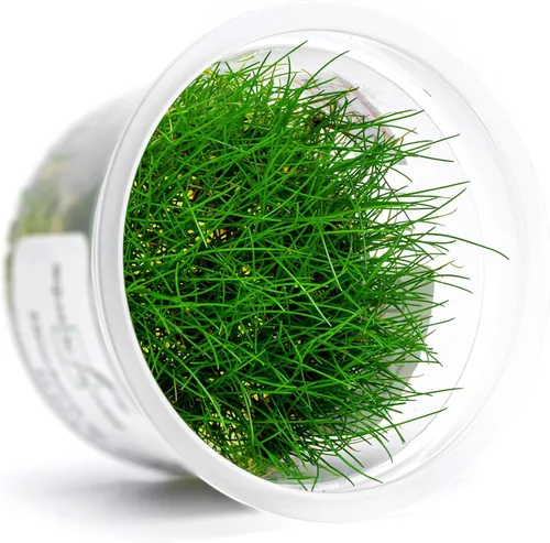 Planta viva SubstrateSource - Hierba enana Eleocharis Belem cultivada en tejidos acuáticos para acuario - 100% libre de caracoles en copa in vitro