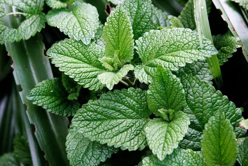 Miniatura 6 de Semillas Menta Menta Mentha Hierbas Medicinales Jardín para Plantar No GMO 1000 Semillas