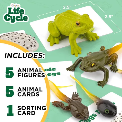 Miniatura 2 de Kit de ciclo vital Montessori - Juguetes de figuras realistas, animales de rana a juego de animales, rellenos de cesta de Pascua para niños