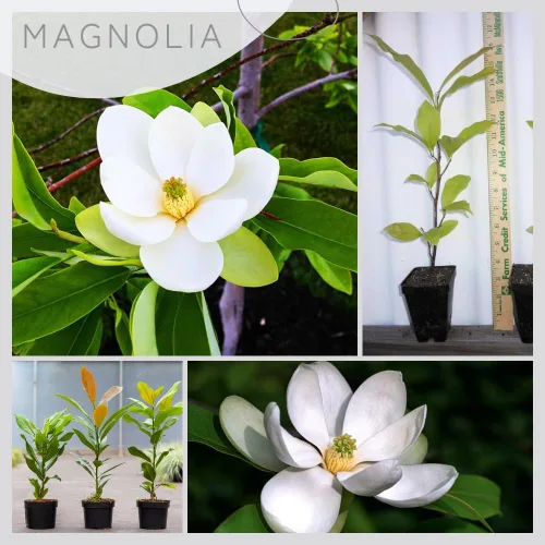 Magnolia Tree - Planta viva para plantar, flores de magnolia arbusto de 6 a 12 pulgadas de altura, en maceta, arbusto de magnolia fragante (Sweetbay
