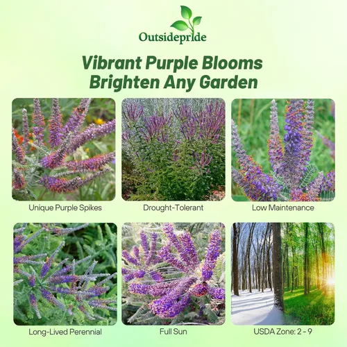 Miniatura 2 de Outsidepride Leadplant Semillas de flores silvestres – 2000 piezas de semillas de flores silvestres perennes, similares a arbustos, tolerantes a