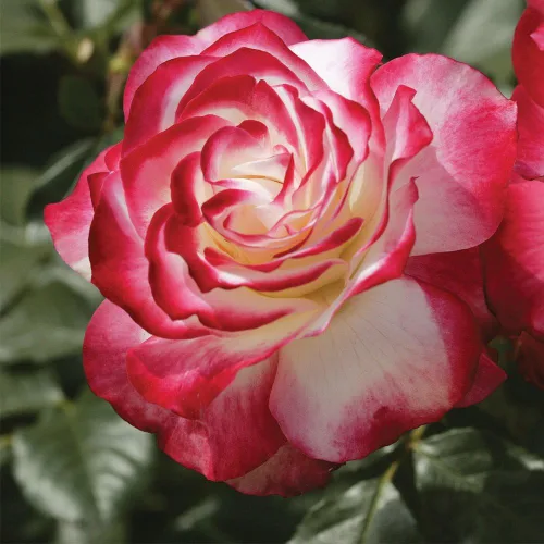 Rosas de reliquia Grandiflora, planta de raíz propia viva para jardín al aire libre, Cherry Parfait™, ligeramente fragantes, zonas de rusticidad: