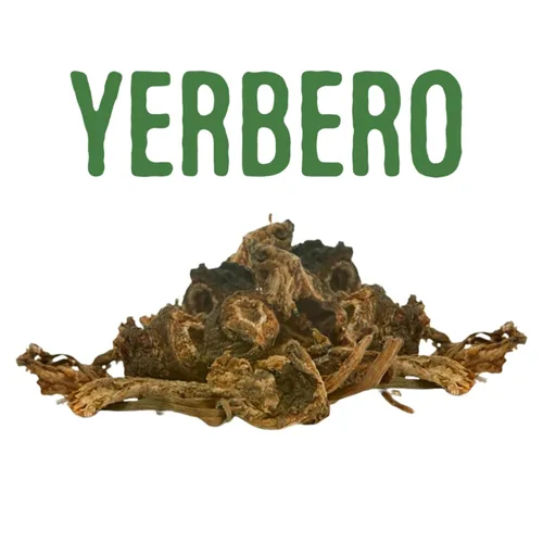 Miniatura 7 de Yerbero - Raíz de Osha 3.5 oz (100 g) Raiz de Chuchupate Ligusticum porteri Zanahoria de montaña, raíz de oso 100% natural Purificación