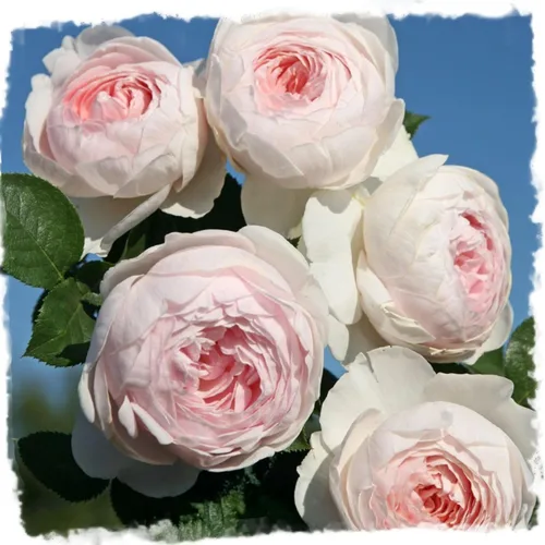Earth Angel Parfuma Rose, 1.5 galones en maceta, rosa rubor, planta viva | Floraciones en forma de peonía, raíz propia, zonas resistentes 5-10,