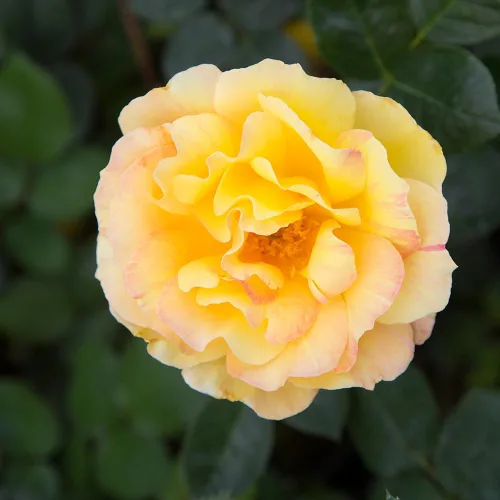 Miniatura 3 de Rosas de reliquia Grandiflora, Planta de raíz propia viva para jardín al aire libre, La Parisienne™, ligeramente fragantes, Zonas de rusticidad