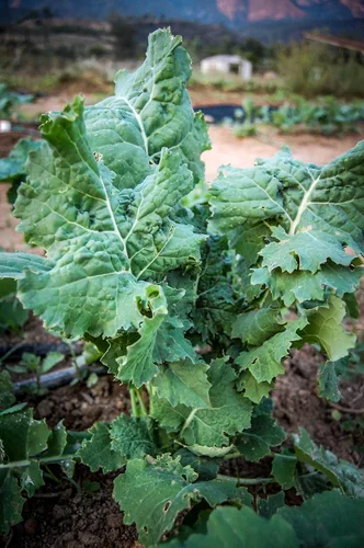 Miniatura 4 de Plant Good Seed Semillas orgánicas de col rizada siberiana, paquete de 200, semillas tradicionales para plantar verduras, suministros de jardinería
