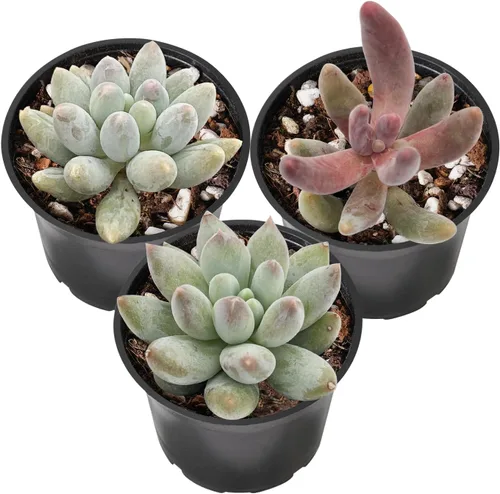Miniatura 6 de Sprout N Green Colección de suculentas de arrastre, planta suculenta de 4 cuerdas totalmente enraizada en maceta de inicio de 2 pulgadas, decoración