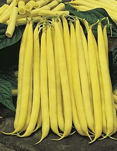Semillas amarillas de frijol Cherokee Wax Bush - Paquete de semillas de 500 unidades - Produce frijoles con un sabor tierno y ligeramente a nuez. -