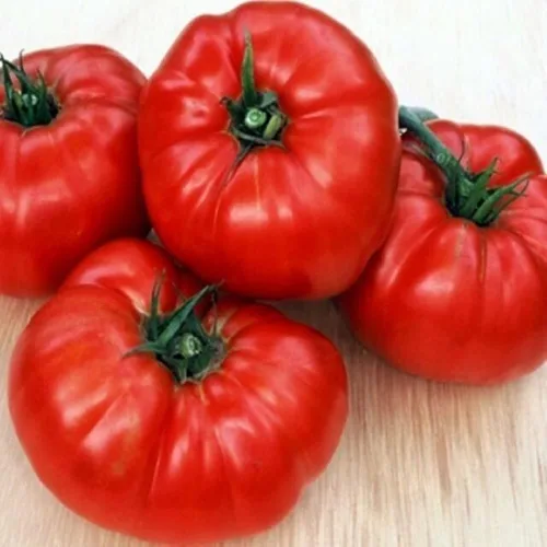 Semillas de tomate gigante de Bélgica. 100 semillas. Fruta de 1 a 2 libras. 88 días. Reliquia, polinización abierta, sin OMG. Tomate para rebanar