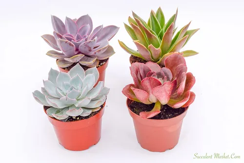 Miniatura 2 de Live Echeveria - Plantas suculentas (paquete de 4) – Surtido de 4 pulgadas – Suculentas Echeveria totalmente enraizadas – Juego de suculentas