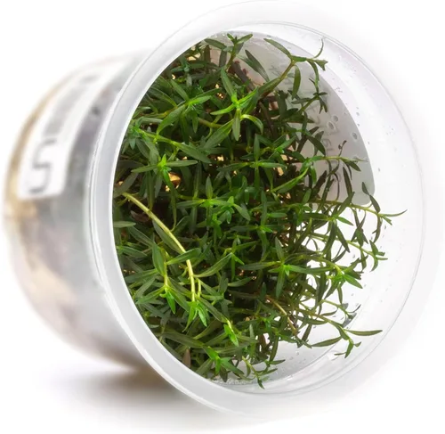 Miniatura 58 de Planta viva SubstrateSource - Hierba enana Eleocharis Belem cultivada en tejidos acuáticos para acuario - 100% libre de caracoles en copa in vitro