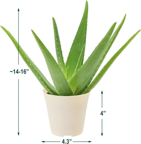 Miniatura 4 de Arcadia Garden Products Planta de interior viva suculenta de aloe vera fácil de interior en maceta de plástico, planta ornamental purificadora
