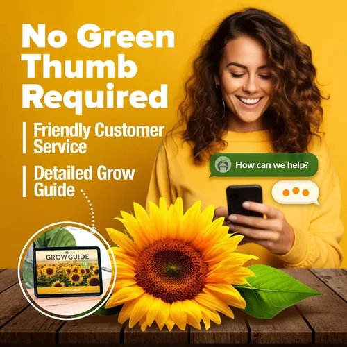 Miniatura 7 de Home Grown Semillas de girasol para plantar 8 variedades de paquetes de semillas de flores de sol para plantar: cultivar girasoles enanos