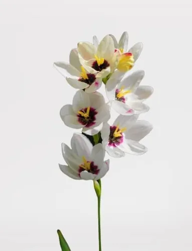 Miniatura 4 de Votaniki Bombillas mezcladas de lirio de maíz africano, de larga floración y fácil de cultivar, bombillas mixtas Ixia para plantar, flor de lirio