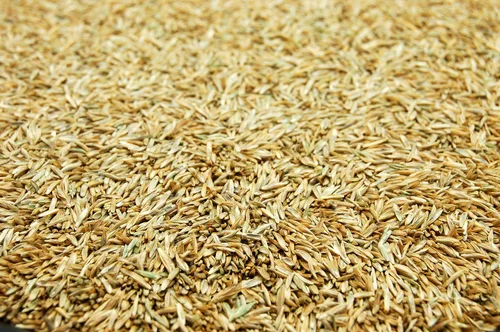 Miniatura 2 de Semillas de césped perenne ProTurf de Eretz (454g) - ¡Elija el tamaño! Semillas de césped premium cultivadas en el Valle de Willamette, Oregon