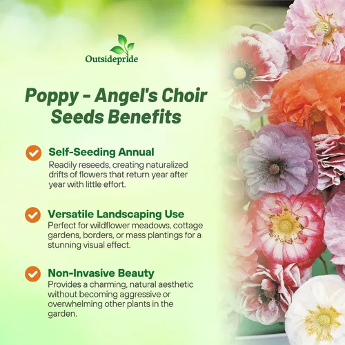 Miniatura 3 de Outsidepride Angel's Choir - Semillas de amapola para plantar, 500 piezas anuales, tolerantes a la sequía y fáciles de cultivar semillas de flores