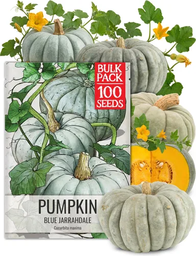 Miniatura 10 de Seed Needs Connecticut - Semillas de calabaza de campo para plantar 1 onza Cucurbita Pepo Heirloom semillas vegetales sin OGM Calabaza favorita