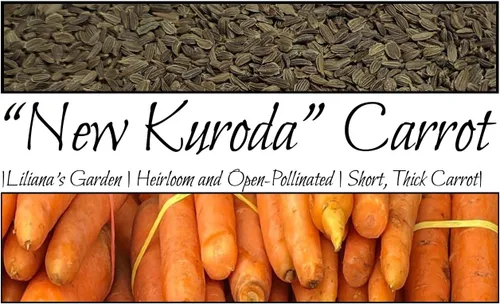 Semillas de zanahoria "New Kuroda" – Zanahoria de crecimiento rápido – Cosecha en 75 días | Daucus Carota VAR. Sativus | Nunca transgénicos, siempre