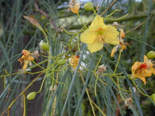Miniatura 4 de 1-1000pcs Semillas de árbol de Palo Verde mexicano Jellybean, Parkinsonia Jerusalén Espina Flor Amarilla, Vendedor de EE. UU. 0131 (50 semillas)