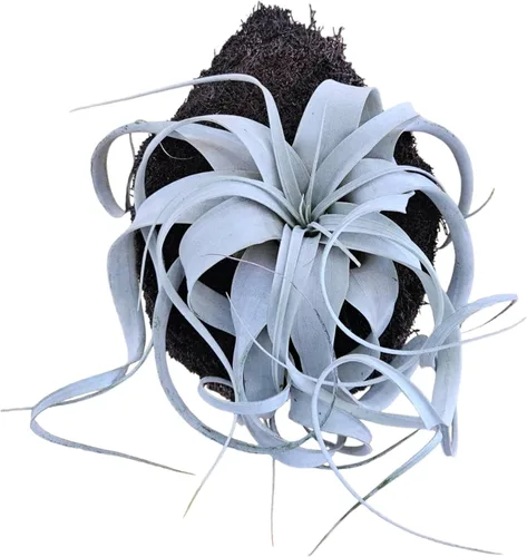 Miniatura 3 de Tillandsia Air Plant Xerographica - Planta de interior exótica grande - Garantía de 30 días (pequeña)