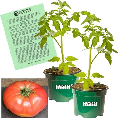 Clovers Garden Plantas gigantes de tomate belga, dos (2) plantas vivas, sin OMG, sin semillas, cada una de 4 a 8 pulgadas de alto en macetas de 4