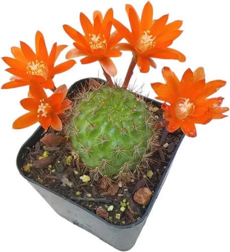 Miniatura 3 de Colección de plantas de cactus Live Rebutia para decoración del hogar maceta de 2 pulgadas (color del telar #2)