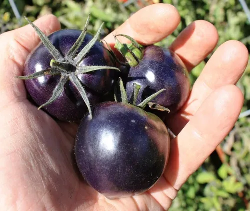 Miniatura 3 de Semillas Blue Cherry Tomate Indigo Rose Indeterminado No GMO Heirloom