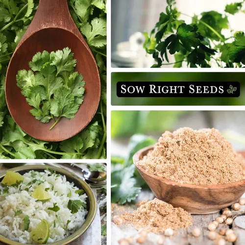 Miniatura 4 de Sow Right Seeds - Semillas de cilantro para plantar - Paquete de reliquia sin OMG con instrucciones para cultivar un jardín de hierbas de cocina