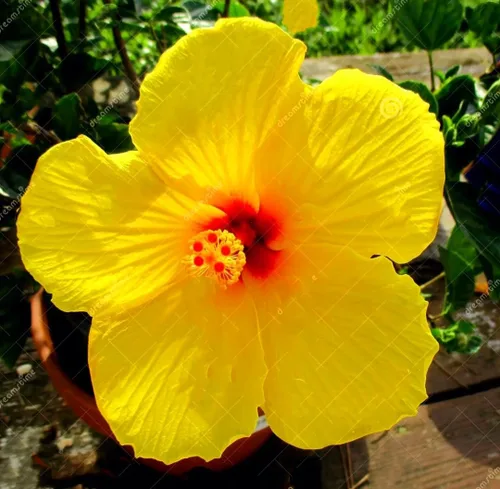 Miniatura 3 de SeedsTop - 45 semillas de hibisco amarillo flor perenne reliquia rara flor exótica planta de árbol Perennial, Heirloom, Rare Flower, Exotic Tree