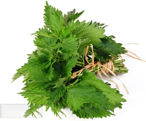 Miniatura 6 de Semillas Shiso, paquete de más de 1500 semillas de perilla para plantar