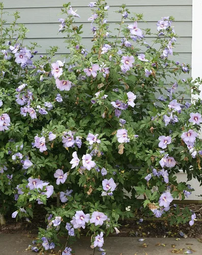 Miniatura 3 de Ganadores probados - Hibiscus syriacus Azurri Blue Satin (Rosa de Sharon) Arbusto, azul con flores rojas, #3 - Contenedor