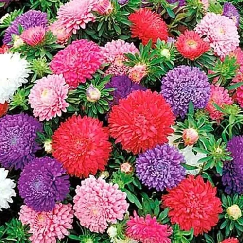 Miniatura 7 de Semillas Aster Mezcla Enana Anual Flores de jardín para plantar