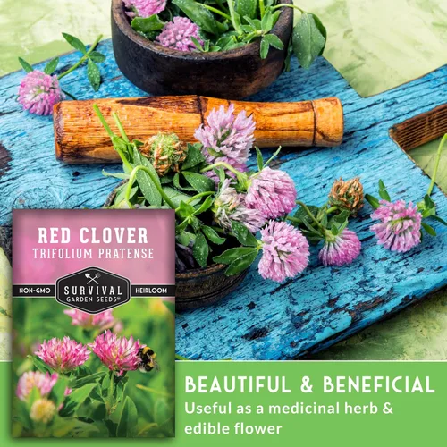 Miniatura 6 de Survival Garden Seeds - Semilla de trébol rojo para plantar - 1 paquete con instrucciones para plantar y cultivar una hierba medicinal y una