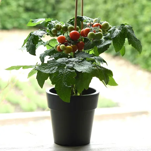 Miniatura 11 de Eden Brothers Semillas de tomate – Semillas de caqui sin OMG para plantar, paquete Semillas de vegetales de bajo mantenimiento, plantas durante