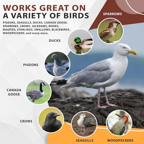 Miniatura 3 de Concentrado en aerosol repelente de aves, solución residencial para problemas de aves, concentrado de 32 onzas, hace hasta 16 galones
