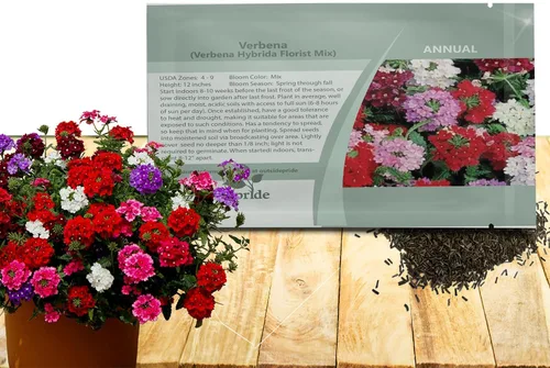 Outsidepride Florist Mix - Semillas de verbena para plantar, 1000 unidades. Anual, tolerante a la sequía y fácil de cultivar, cubierta de suelo con