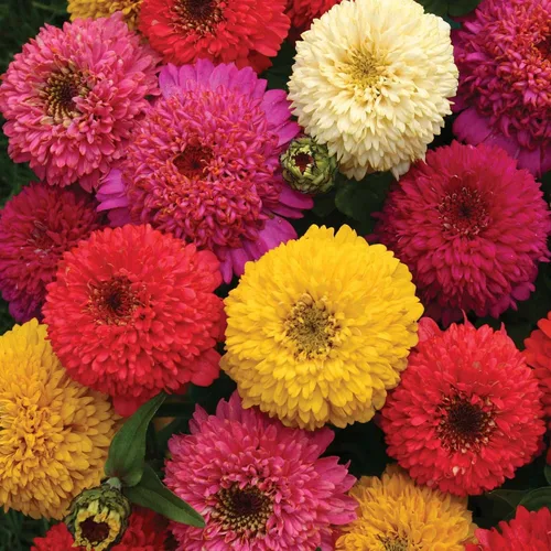 Miniatura 7 de Outsidepride - Zinnia Elegans, 200 semillas anuales, Candy Flower Seed Mix, mezcla de semillas de flores para plantar
