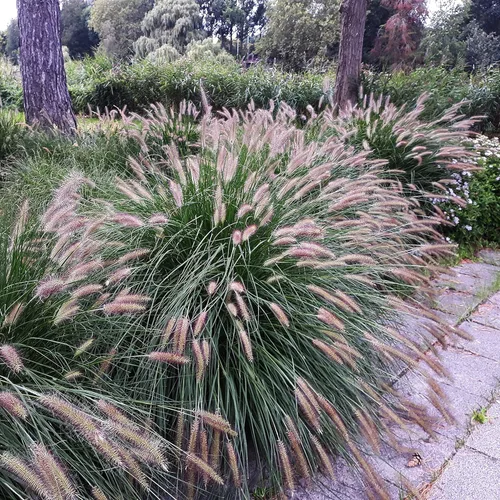Miniatura 7 de Outsidepride - 200 semillas de la hierba ornamental perenne Pennisetum viridescens (mijo perla [Fountain Grass]) para sembrar