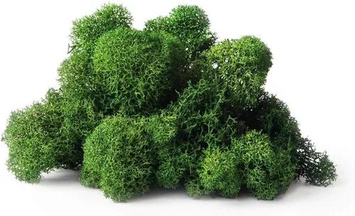 Miniatura 2 de SuperMoss (21757) Musgo de Reno Conservado, Bosque, 8 onzas (200 pulgadas cúbicas)