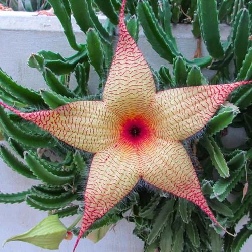 Miniatura 5 de Juego de 2 plantas raras de cactus de estrella de mar vivas en maceta de 2 pulgadas, cactus pequeños suculentos bien arraigados de 4 a 8 pulgadas